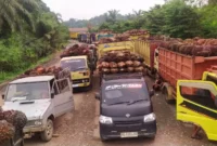 Antrean truk dan mobil Pick up muatan TBS Sawit menunggu giliran masuk ke pabrik di Kecamatan Mestong, Muaro Jambi.Poto : jambione.com )
