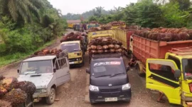 Antrean truk dan mobil Pick up muatan TBS Sawit menunggu giliran masuk ke pabrik di Kecamatan Mestong, Muaro Jambi.Poto : jambione.com )