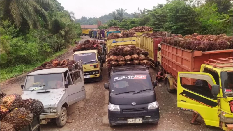 Antrean truk dan mobil Pick up muatan TBS Sawit menunggu giliran masuk ke pabrik di Kecamatan Mestong, Muaro Jambi.Poto : jambione.com )