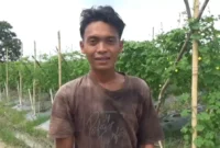 Harga pare di Muaro Jambi turun menjadi Rp4.500/kg, petani Sekernan tertekan.(m poto : jambione.com )