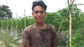 Harga pare di Muaro Jambi turun menjadi Rp4.500/kg, petani Sekernan tertekan.(m poto : jambione.com )