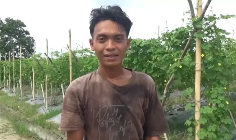 Harga pare di Muaro Jambi turun menjadi Rp4.500/kg, petani Sekernan tertekan.(m poto : jambione.com )