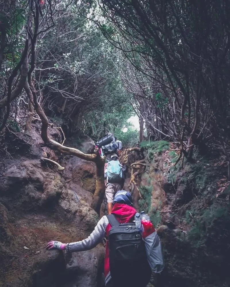 Jalur pendakian Gumumg Kerinci ( poto : jambione.com)