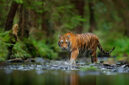 Ilustrasi kemunculan Harimau Sumatera di Ujung Ladang, Kabupaten Kerinci. ( poto : istimewa ) 