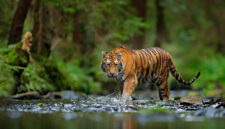 Ilustrasi kemunculan Harimau Sumatera di Ujung Ladang, Kabupaten Kerinci. ( poto : istimewa ) 