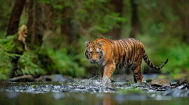 Ilustrasi kemunculan Harimau Sumatera di Ujung Ladang, Kabupaten Kerinci. ( poto : istimewa ) 