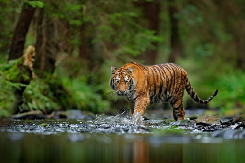 Ilustrasi kemunculan Harimau Sumatera di Ujung Ladang, Kabupaten Kerinci. ( poto : istimewa ) 