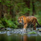 Ilustrasi kemunculan Harimau Sumatera di Ujung Ladang, Kabupaten Kerinci. ( poto : istimewa ) 