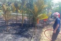 Kebakan di Muaro Jambi, hanguskan kebun pinang warga Sengeti pada Jumat (5/6/2026) siang.( poto :  tribunjambi.com )