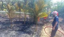 Kebakan di Muaro Jambi, hanguskan kebun pinang warga Sengeti pada Jumat (5/6/2026) siang.( poto :  tribunjambi.com )
