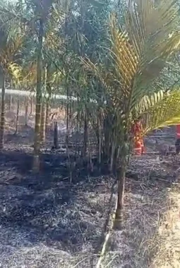 Kebakaran Lahan di Muaro Jambi Hanguskan Kebun Pinang Warga di Sengeti
