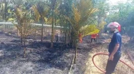 Kebakan di Muaro Jambi, hanguskan kebun pinang warga Sengeti pada Jumat (5/6/2026) siang.( poto :  tribunjambi.com )