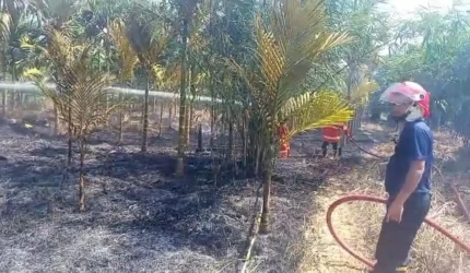 Kebakaran lahan di Muaro Jambi hanguskan kebun pinang warga Sengeti. Damkar padamkan api dalam 40 menit, penyebab masih diselidiki.