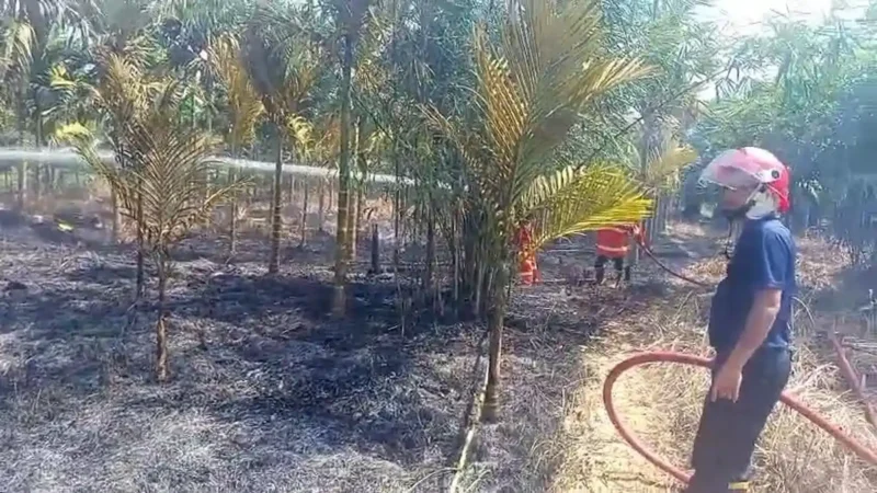 Kebakan di Muaro Jambi, hanguskan kebun pinang warga Sengeti pada Jumat (5/6/2026) siang.( poto :  tribunjambi.com )