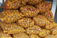 Harga kentang di Kayu Aro, Kerinci, turun menjadi Rp7.500 per kilogram saat panen raya.( poto : jambione.com )