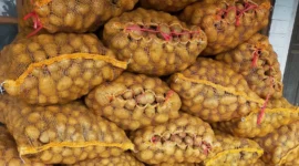 Harga kentang di Kayu Aro, Kerinci, turun menjadi Rp7.500 per kilogram saat panen raya.( poto : jambione.com )