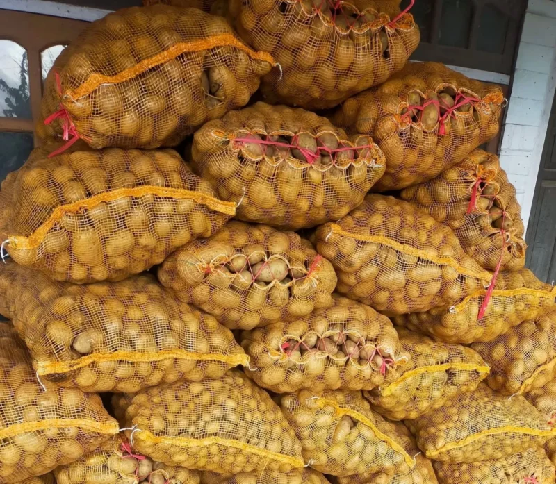 Harga kentang di Kayu Aro, Kerinci, turun menjadi Rp7.500 per kilogram saat panen raya.( poto : jambione.com )