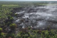 Kondisi kebakaran lahan di Desa Pulau Serdang, Kecamatan Simpang Kanan, Kabupaten Rokan Hilir dengan estimasi luasan mencapai 7 hektare.( poto: ANTARA).