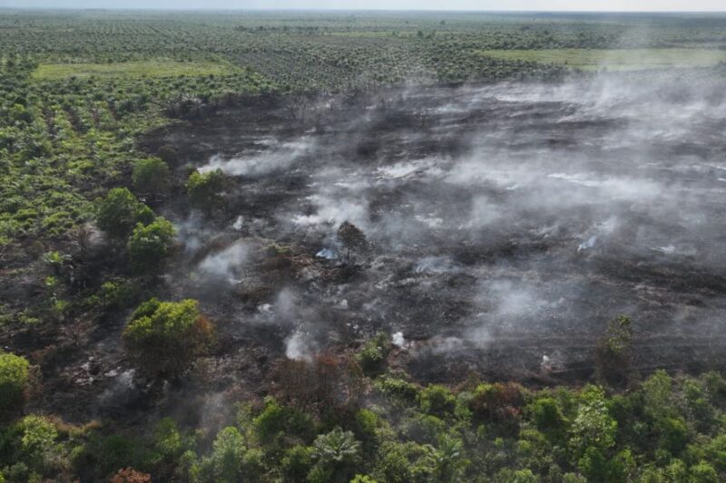 Kondisi kebakaran lahan di Desa Pulau Serdang, Kecamatan Simpang Kanan, Kabupaten Rokan Hilir dengan estimasi luasan mencapai 7 hektare.( poto: ANTARA).
