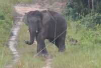 Gajah Sumatera di Bentang Alam Bukit Tigapuluh Jambi.( poto: ANTARA).