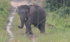 Lindungi Habitat, Presiden Terbitkan Inpres Penyelamatan Gajah Sumatera dan Kalimantan