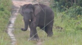 Gajah Sumatera di Bentang Alam Bukit Tigapuluh Jambi.( poto: ANTARA).
