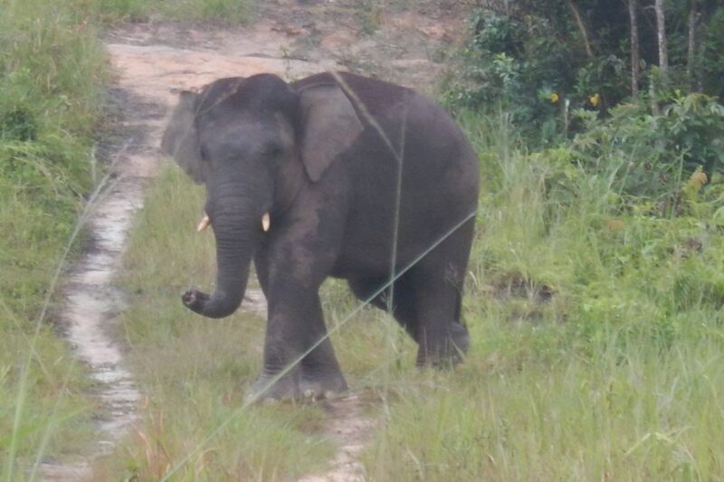 Gajah Sumatera di Bentang Alam Bukit Tigapuluh Jambi.( poto: ANTARA).