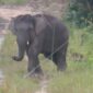 Gajah Sumatera di Bentang Alam Bukit Tigapuluh Jambi.( poto: ANTARA).