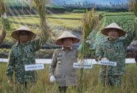 Gubernur Jambi Dr. H. Al Haris, S.Sos., MH menghadiri Panen Raya yang digelar di Kabupaten Tanjung Jabung Timur, Jumat (17/7/2026). (poto: jamberita.com).