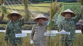 Gubernur Jambi Dr. H. Al Haris, S.Sos., MH menghadiri Panen Raya yang digelar di Kabupaten Tanjung Jabung Timur, Jumat (17/7/2026). (poto: jamberita.com).