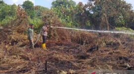 Petugas melakukan pendinginan pasca-kebakaran lahan di wilayah perbatasan Kabupaten Muaro Jambi Musi Banyu Asin, Kamis (16/7/2026).(poto: ANTARA).
