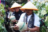 Bupati Tanjung Jabung Barat Anwar Sadat menghadiri panen raya melon di kawasan agrowisata Desa Kuala Dasal, Jumat (17/7/2026).(poto: jamberita.com).