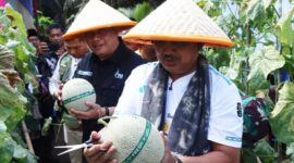 Bupati Tanjung Jabung Barat Anwar Sadat menghadiri panen raya melon di kawasan agrowisata Desa Kuala Dasal, Jumat (17/7/2026).(poto: jamberita.com).