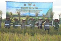 Pangdam XX/TIB bersama Gubernur Jambi sukses menggelar panen raya padi serentak nasional virtual di Tanjung Jabung Timur.(poto: jamberita.com).