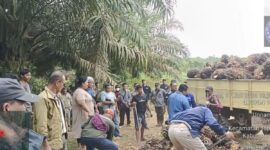 Manajemen, tim pengamanan, dan karyawan Kebun Sei Berlian PTPN IV Regional III saat berhadapan dengan oknum pelaku panen liar di Kebun Sei Berlian.(poto: kompas.com).