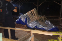 Aparat kepolisian menggerebek sebuah arena judi sabung ayam di Desa Baru Air Hangat, Kabupaten Kerinci.(poto: jambitv.co).