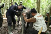 Bayi Gajah Sumatera berusia sekitar 15 bulan bernama Sakda terjerat sling baja di kawasan Bentang Alam Bukit Tigapuluh, Kabupaten Tebo.( poto : tribunjambi.com )