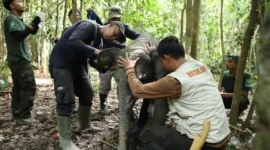 Bayi Gajah Sumatera berusia sekitar 15 bulan bernama Sakda terjerat sling baja di kawasan Bentang Alam Bukit Tigapuluh, Kabupaten Tebo.( poto : tribunjambi.com )