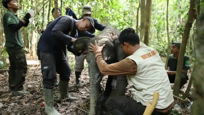 Bayi Gajah Sumatera berusia sekitar 15 bulan bernama Sakda terjerat sling baja di kawasan Bentang Alam Bukit Tigapuluh, Kabupaten Tebo.( poto : tribunjambi.com )