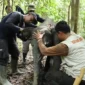 Bayi Gajah Sumatera berusia sekitar 15 bulan bernama Sakda terjerat sling baja di kawasan Bentang Alam Bukit Tigapuluh, Kabupaten Tebo.( poto : tribunjambi.com )
