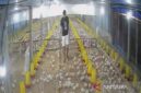 Permintaan ayam broiler di Jambi meningkat seiring program Makan Bergizi Gratis berjalan.( poto: halojambi.com)