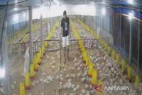 Permintaan ayam broiler di Jambi meningkat seiring program Makan Bergizi Gratis berjalan.( poto: halojambi.com)