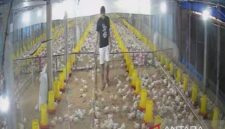 Permintaan ayam broiler di Jambi meningkat seiring program Makan Bergizi Gratis berjalan.( poto: halojambi.com)