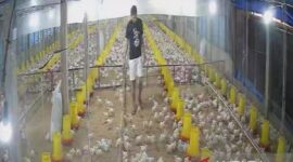 Permintaan ayam broiler di Jambi meningkat seiring program Makan Bergizi Gratis berjalan.( poto: halojambi.com)