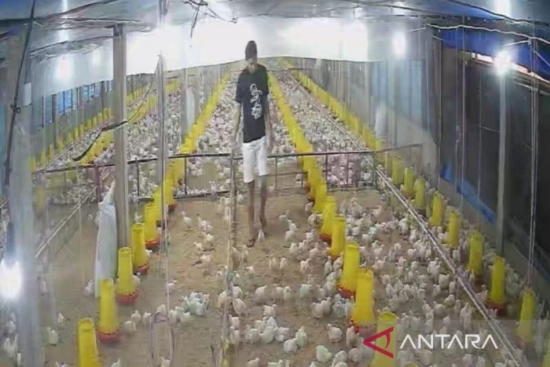 Permintaan ayam broiler di Jambi meningkat seiring program Makan Bergizi Gratis berjalan.( poto: halojambi.com)