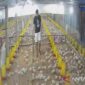 Permintaan ayam broiler di Jambi meningkat seiring program Makan Bergizi Gratis berjalan.( poto: halojambi.com)