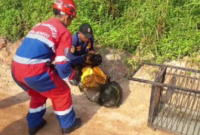 Seekor lutung kelabu masuk rumah warga di Perumahan Aura Bimantara, Lorong KAS RT 07, Kelurahan Sungai Putri, Kecamatan Danau Sipin, Kota Jambi.( poto : bicarajambi.com).