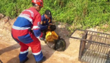 Seekor lutung kelabu masuk rumah warga di Perumahan Aura Bimantara, Lorong KAS RT 07, Kelurahan Sungai Putri, Kecamatan Danau Sipin, Kota Jambi.( poto : bicarajambi.com).