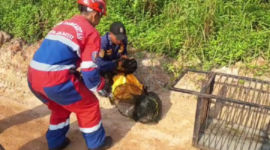Seekor lutung kelabu masuk rumah warga di Perumahan Aura Bimantara, Lorong KAS RT 07, Kelurahan Sungai Putri, Kecamatan Danau Sipin, Kota Jambi.( poto : bicarajambi.com).