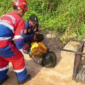 Seekor lutung kelabu masuk rumah warga di Perumahan Aura Bimantara, Lorong KAS RT 07, Kelurahan Sungai Putri, Kecamatan Danau Sipin, Kota Jambi.( poto : bicarajambi.com).